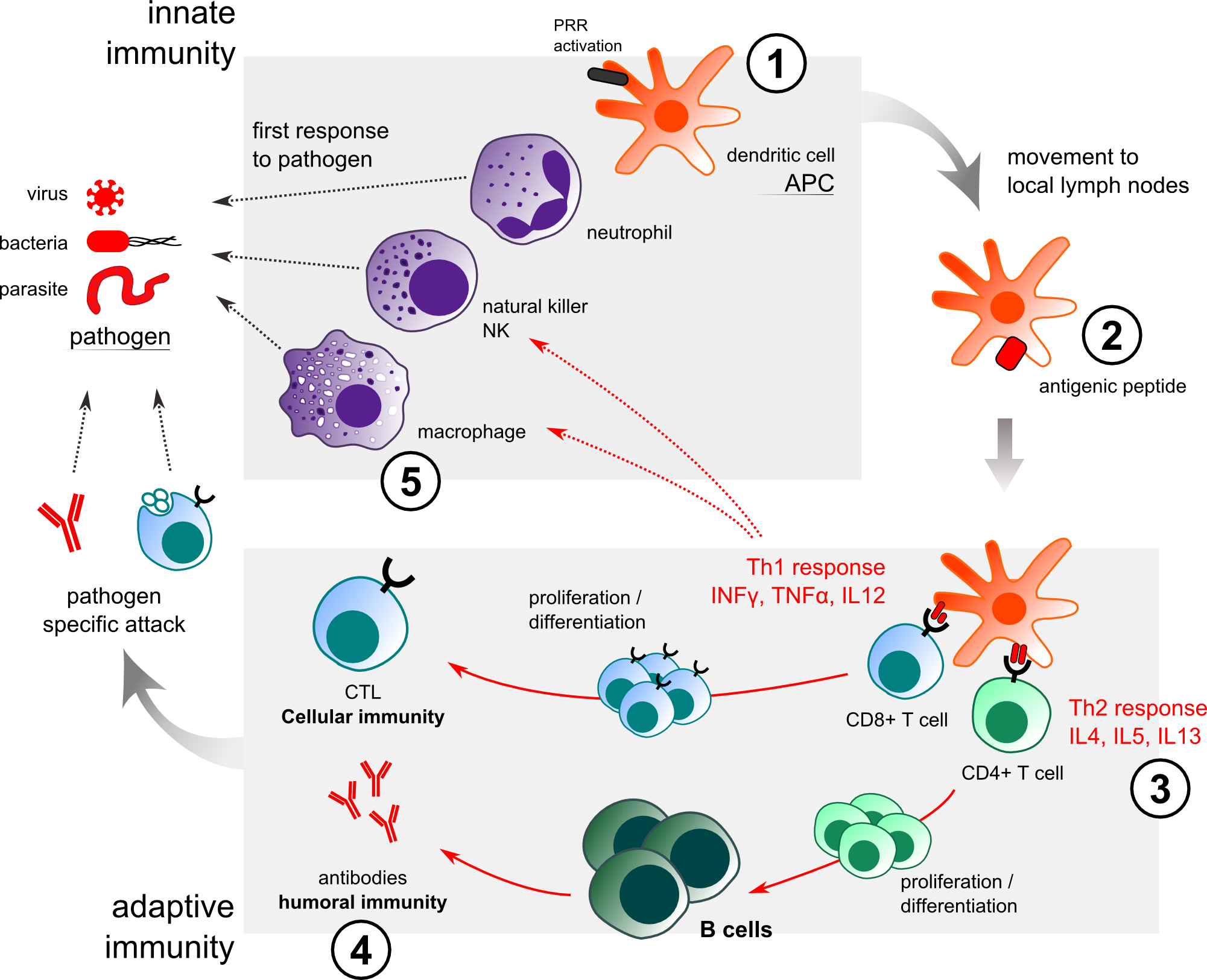 presentation immune system